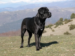 Cane corso - výcvik