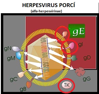 Herpes u psa