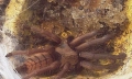 Chilobrachys fimbriatus