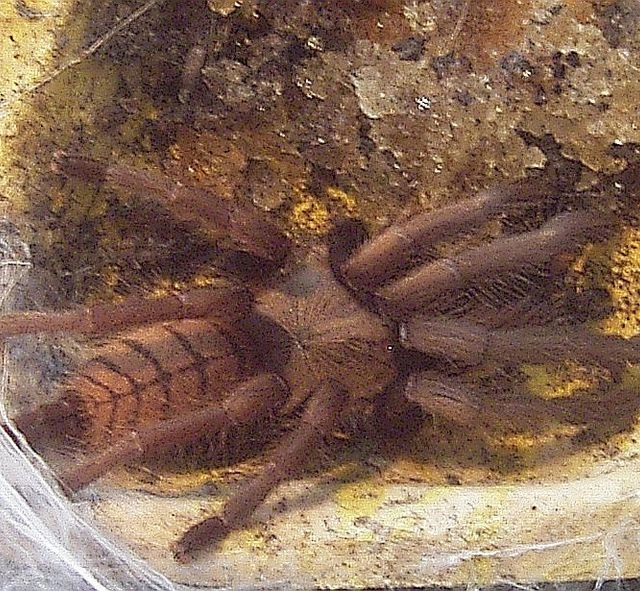 Chilobrachys fimbriatus