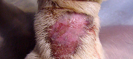 Dermatitida u psa