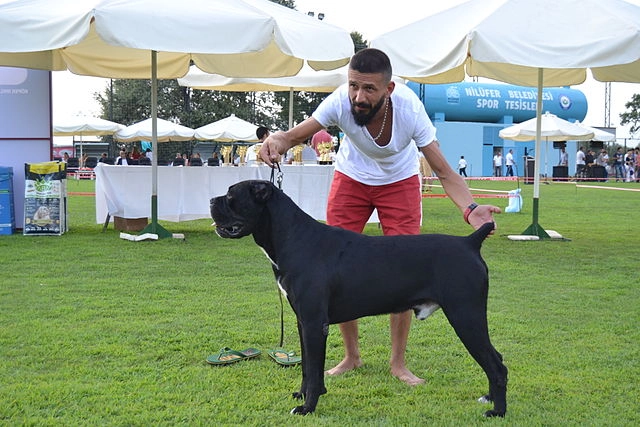 Cane Corso