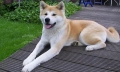 Akita Inu