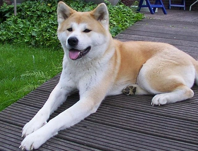 Akita Inu