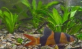 Cryptocoryne