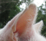 Kočka se škrábe v uších