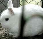 Ukázkové druhy zakrslých plemen králíků